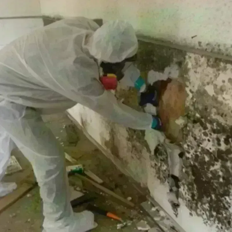 Mold Remediation and Removal in Princeton, MO